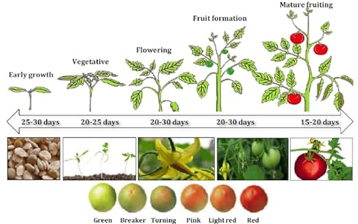 Organic Growing Fertilizer 32 oz, CDFA Organic Registered. Plant Care Fertilizer for Vegetable Gardens Like Tomato, Cucumber, Squash, Beans and All Other Plants