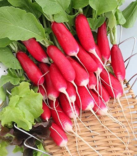Seeds Vegetable French Radish 18 Days Early Red Heirloom - 300 Seeds