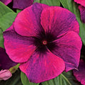 Park Seed Vinca Flower Plant Seeds, Easy to Grow, Perfect for Spring Garden, Tattoo Black Cherry, Pack of 15