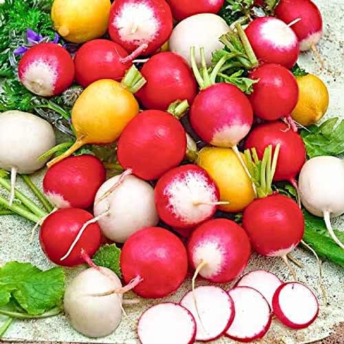 CEMEHA SEEDS - Seeds Radish Rainbow Mix 25 Days Non GMO Vegetable for Planting