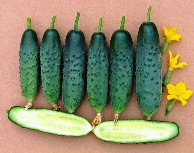 10+ Seeds Cucumber Firm Secret F1 Hybrid - Vegetable Self-Pollinated