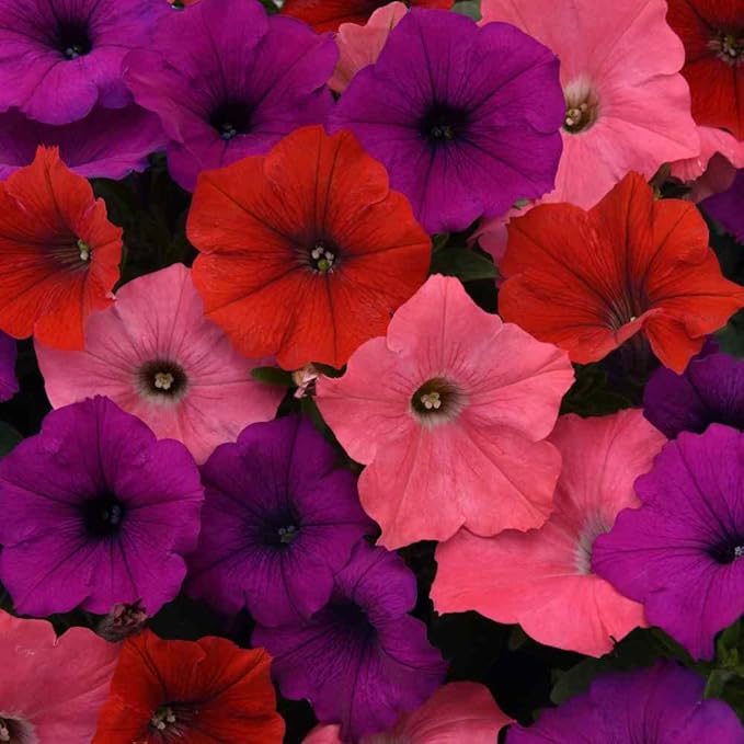 Outsidepride South Beach Mix Easy Wave Petunia Seeds - 30 Pcs. Annual, Compact & Spreading Flower Seeds for Planting Low Growing Vibrant Blooms, Ideal for Garden Beds, Baskets & Container Displays