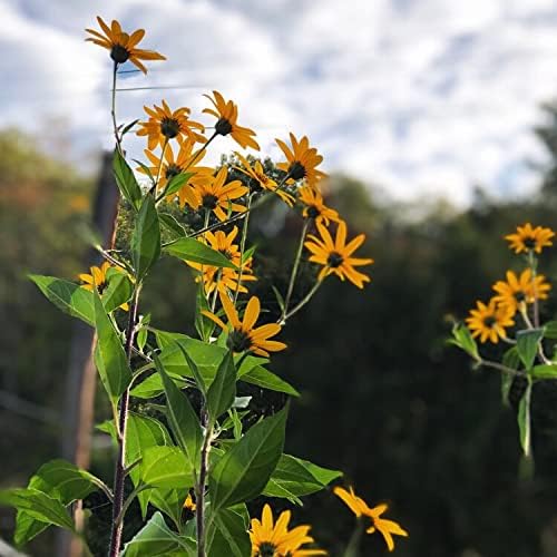 Organic Jerusalem Artichoke Tubers (Helianthus tuberosus) - Sunchokes, Sunroot or Jerusalem Artichokes for Planting or Eating - 5 Tubers by Smoke Camp Crafts