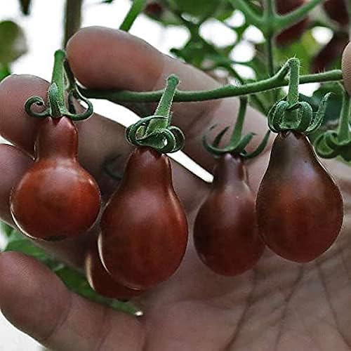 Seeds Tomato Pear-Shaped Black Heirloom Vegetable for Planting Non GMO