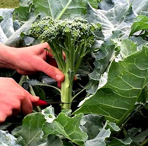 Seeds Broccoli 200+ Non-GMO Seeds for Planting Annual Plant in Spring or Fall