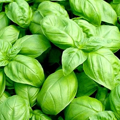 Large Leaf Basil Seeds 700+ Seeds for Planting Non-GMO