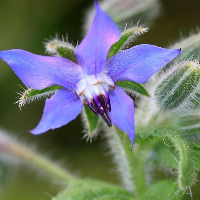 Organic Borage Herb Seeds 2 G ~100 Seeds – Heirloom, Non-GMO, Fast-Growing – Attracts Pollinators – Culinary & Medicinal Uses – Ideal for Gardens & Containers