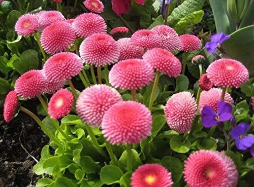 Seeds English Daisy Pompon Double Mix (Marguerite Bellis perennis) Outdoor Cut Perennial Flowers for Garden Planting