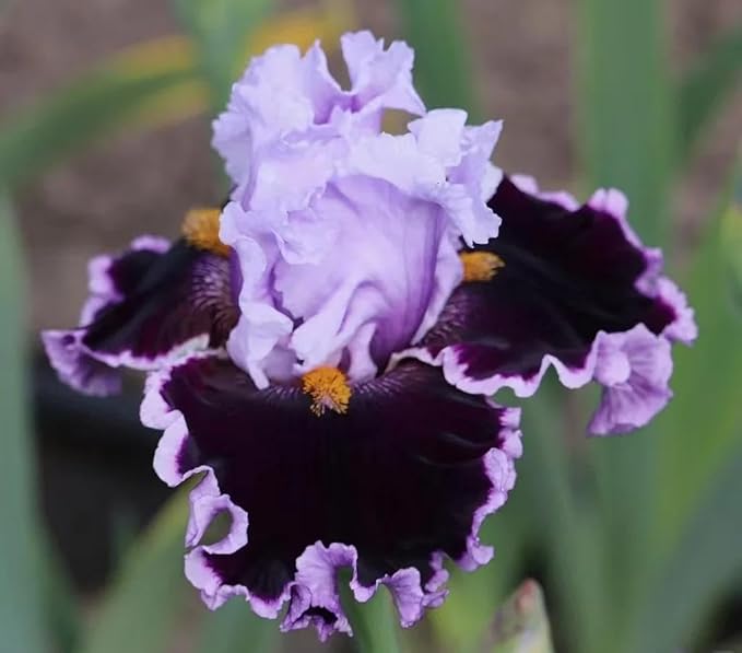 200+ Mixed Iris Flower Seeds - Rare & Beautiful Heirloom Varieties, Perennial Blooms in Stunning Colors for Garden Planting, Ideal for Full Sun and Outdoor Spaces