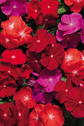 Park Seed Vinca Flower Plant Seeds, Easy to Grow, Perfect for Spring Garden, Pacifica Hybrid Mix, Pack of 50