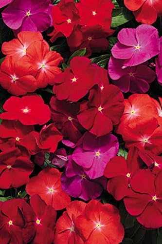 Park Seed Vinca Flower Plant Seeds, Easy to Grow, Perfect for Spring Garden, Pacifica Hybrid Mix, Pack of 50