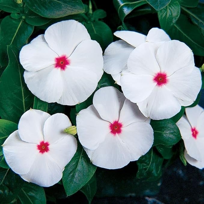 Park Seed Pacifica XP Polka Dot Vinca Seeds - Pack of 250 Seeds, Vibrant Polka Dot Blooms, Heat Tolerant, Perfect for Containers, Garden Borders, and Hanging Baskets