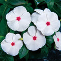 Park Seed Pacifica XP Polka Dot Vinca Seeds - Pack of 250 Seeds, Vibrant Polka Dot Blooms, Heat Tolerant, Perfect for Containers, Garden Borders, and Hanging Baskets