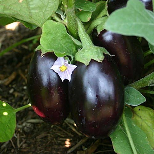 Park Seed Variety of Eggplant Vegetable Seeds, Plant Seeds, Easy to Grow, Perfect for Harvesting, Patio Baby, Pack of 15