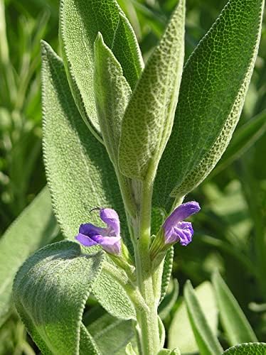 Seeds Sage (Salvia officinalis) Heirloom Herbs for Planting Non GMO