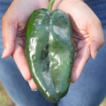 Park Seed Carranza Poblano Chili Pepper Seeds – Mild 1,000–2,000 Scovilles, Heart-Shaped Green to Red-Brown Fruits, Great for Drying, Roasting, and Making Ancho Peppers – Pack of 15 Seeds