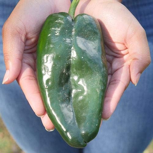 Park Seed Carranza Poblano Chili Pepper Seeds – Mild 1,000–2,000 Scovilles, Heart-Shaped Green to Red-Brown Fruits, Great for Drying, Roasting, and Making Ancho Peppers – Pack of 15 Seeds