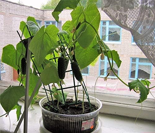 Cucumber Indoor F1 Seeds – Hybrid, Parthenocarpic (Self-Pollinated) | 45 Days to Harvest | Compact, High-Yield Variety for Greenhouses & Containers