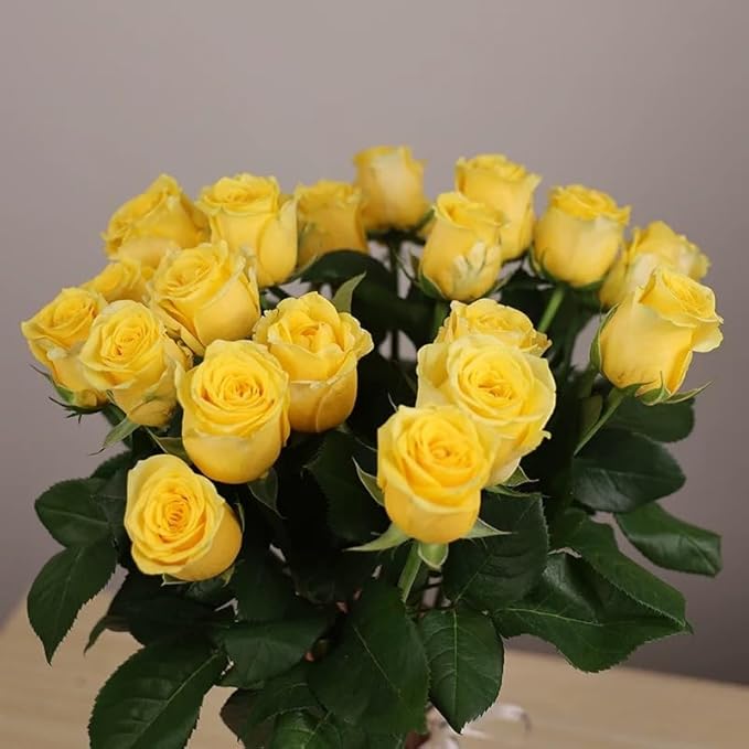 100+ PCS Yellow Rose Seed Symbol of Friendship Perennial Rosa Bush Shrub Striking Landscaping Plant Easy Cultivating
