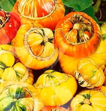 Seeds Ornamental Pumpkin Turk's Turban 10+ Seeds for Growing Decorative and Edible Non-GMO Annual Plant