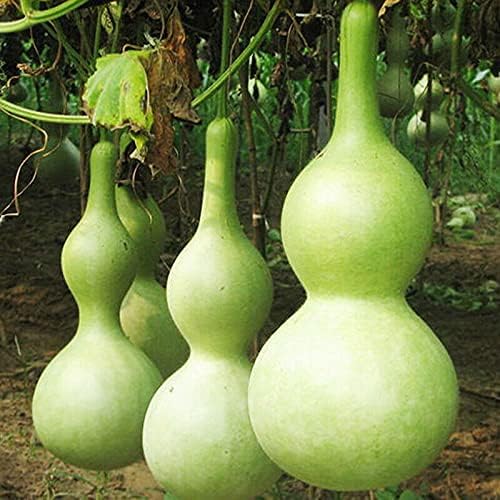 KIRA SEEDS - Seeds Bottle Gourd - Calabash - Lagenaria - Heirloom Vegetable - GMO Free