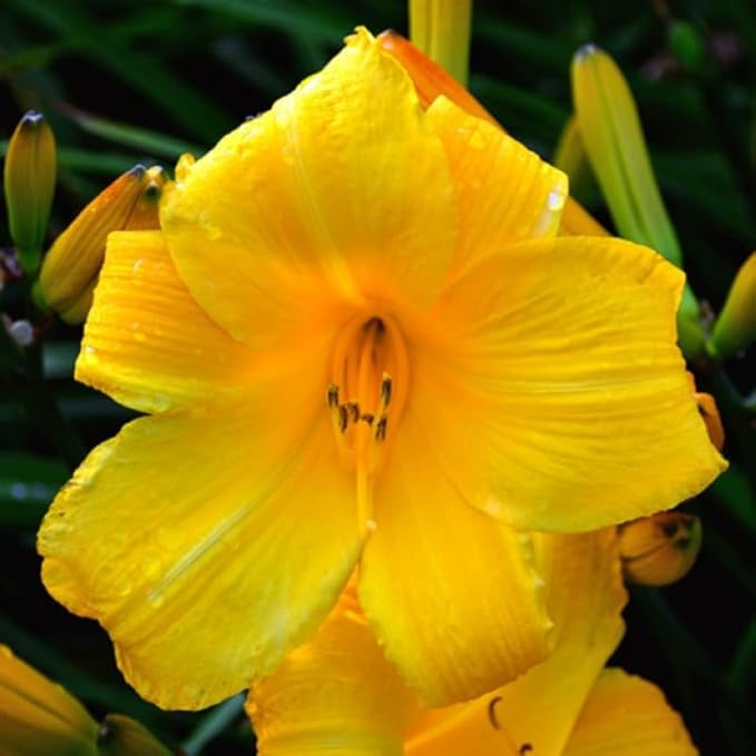 Set 10 Yellow Daylily Bulbs for Planting, Hardy Perennial Lily Roots for Colorful Summer Blooms