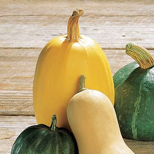 Park Seed Organic Vegetable Spaghetti Squash Seeds – Classic Heirloom with Buff Tan Skin, Long-Storing Low-Calorie Pasta Alternative, High-Yield Vining Plant, Open Pollinated, Pack of 20