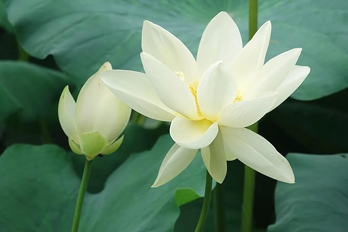 30PCS Bowl Lotus Seeds Bonsai Lotus Seeds for Planting Water Lily Flower Aquatic Plants Seed Pond Plants Non GMO Home Garden Plant Seed Flowering Aquatic Bonsai Plant (Nelumbo)