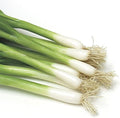 Park Seed Variety of Onions Plant Seeds, Easy to Grow, Perfect for Spring Garden, Damast Bunching Scallion, Tape