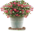 Park Seed Dragon Wing Pink Begonia Seeds, Includes 10 Seeds per Pack