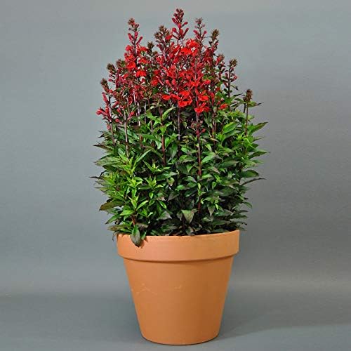 Park Seed Lobelia Flower Plant Seeds, Easy to Grow, Perfect for Spring Garden, Starship Scarlet, Pack of 20