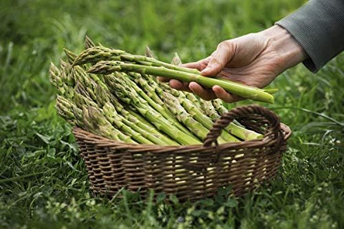 Seeds Green Asparagus Sparrow Grass Heirloom Vegetable for Planting Non GMO