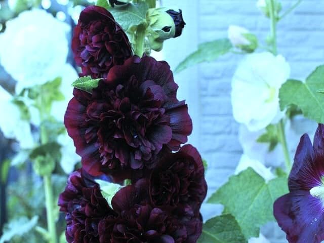 Seeds Black Hollyhock Double 30 Seeds for Planting Flowers Perennial Plant