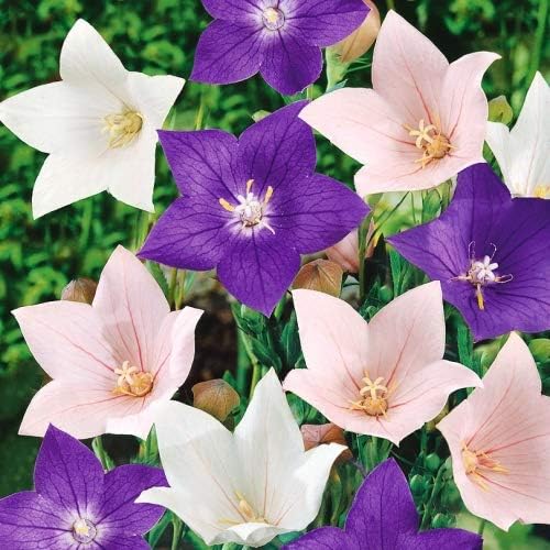 KIRA SEEDS - Seeds Balloon Flower Mix - Chinese Bellflower Platycodon - Annual Flowers for Planting