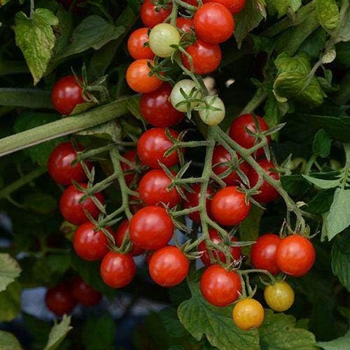 Park Seed Cherry Tomato Seeds, Planting Vegetables, Easy to Grow, Non-GMO, Variety of Colors and Sizes, Spring Garden, Candyland Red Hybrid, Pack of 30