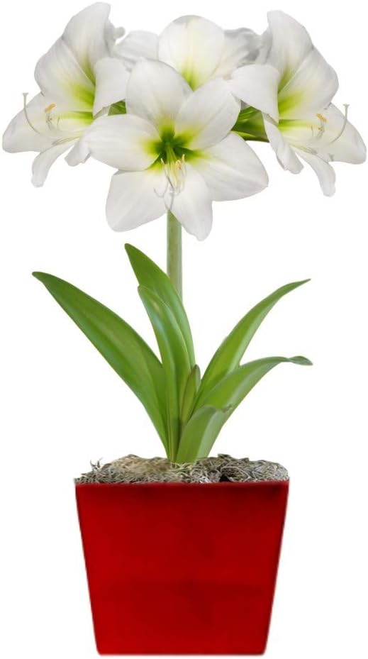 Easy to Grow Amaryllis 'White Christmas' Pre-Planted Bulb Indoor Gift Kit in a Red Square - White Flowering Blooms in 4 to 8 Weeks