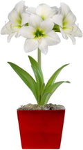 Easy to Grow Amaryllis 'White Christmas' Pre-Planted Bulb Indoor Gift Kit in a Red Square - White Flowering Blooms in 4 to 8 Weeks