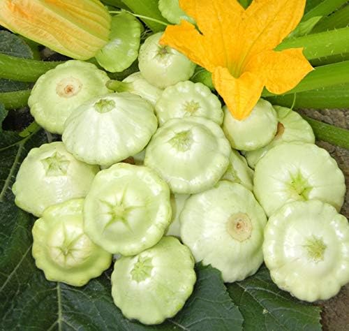 NIKA SEEDS - Seeds Vegetable White Patty Pan Squash Scallop Zucchini - 30 Seeds