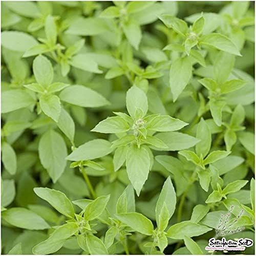 Basil Lemon (100+ Seed Pack) - COOL BEANS N SPROUTS Brand - Non-GMO - Home Gardening