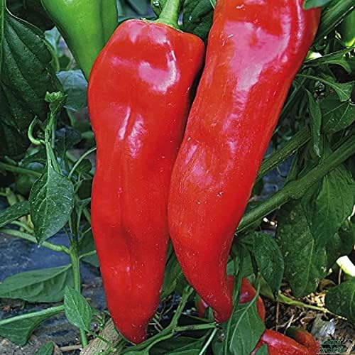 CEMEHA SEEDS - Seeds Giant Sweet Bell Pepper Red Horn Non GMO Vegetable for Planting