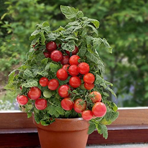 CEMEHA SEEDS - Seeds Indoor Red Dwarf Tomato Determinate Non GMO Vegetable for Planting
