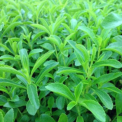 50 Seeds / Organic Stevia Rebaudiana Sweet Leaf Sugar Herb Flower Seeds