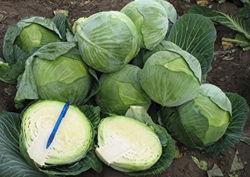 Seeds Vegetable Cabbage Winter Green - 100 Seeds