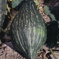 Squash Green Hubbard Garden Heirloom Vegetable 10 Seeds