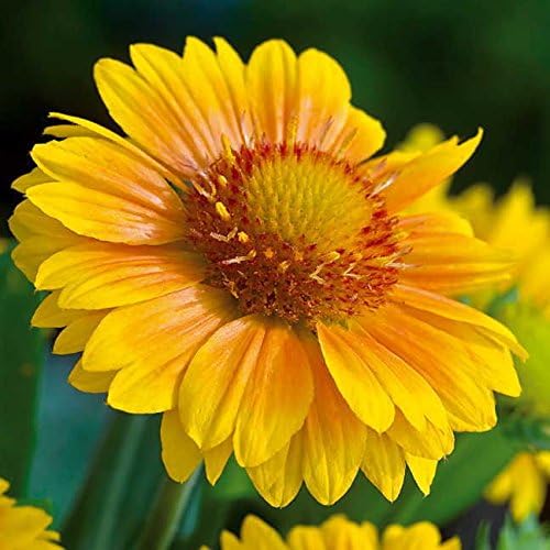 Park Seed Arizona Apricot Blanket Flower Seeds, Long Lasting Blooms, Pack of 25 Seeds