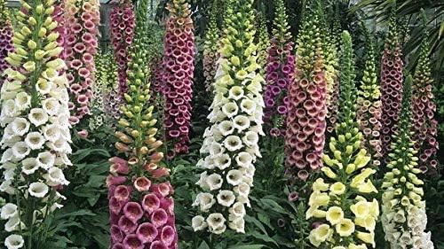 Seeds Foxglove Purple Mix Digitalis Giant Perennial Flowers for Planting