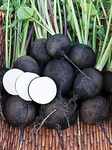 CEMEHA SEEDS - Black Radish Non GMO Vegetable for Planting