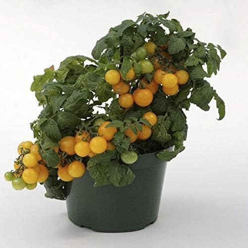 Seeds Vegetable Indoor Tomato Yellow Dwarf - 25 Seeds