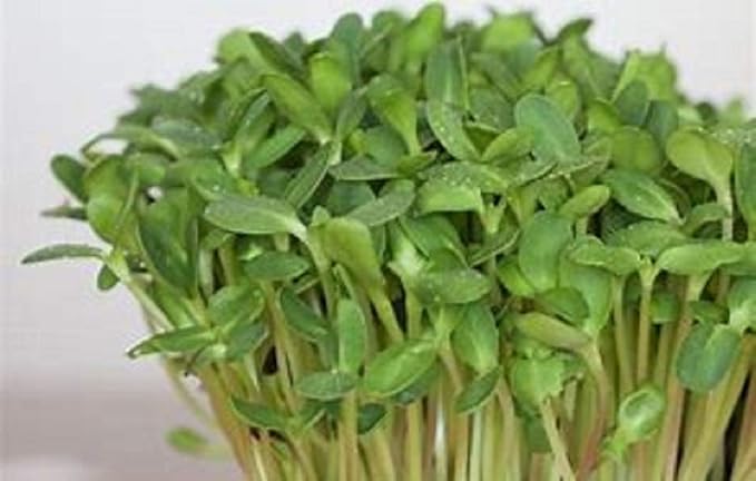 Sunflower Sprouting Seed, Non GMO -4 oz - Country Creek Acre Brand - Sunflower Seed for Sprouts, Garden Planting, Cooking, Soup, Emergency Food Storage, Gardening, Juicing, Cover Crop