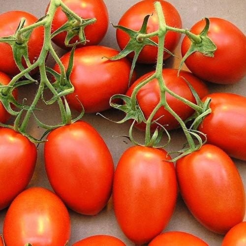 CEMEHA SEEDS - Seeds Red De-Barao Tomato Determinate Non GMO Vegetable for Planting